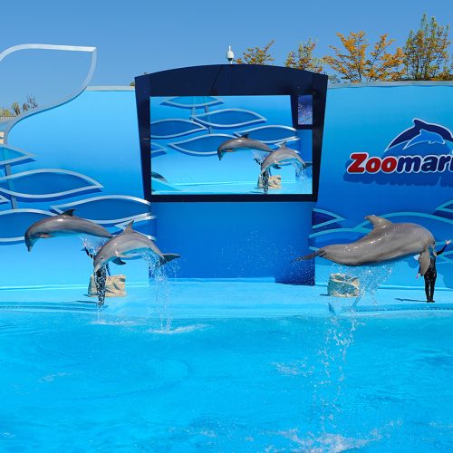 2_1_Theme_Park_01_Apresentacao_Golfinhos_Dolphins_Presentation 2_1_Theme_Park_01_Apresentacao_Golfinhos_Dolphins_Presentation
